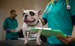 However, an overactive thyroid is quite common. Nutrition For Dogs With Heart Disease Vca Animal Hospital