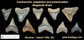 fossil shark tooth identification for calvert cliffs of