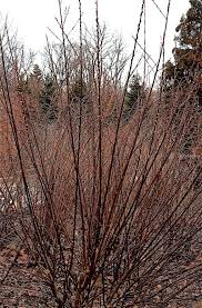 Image result for Rinorea angustifolia