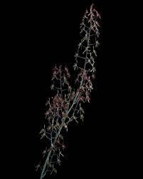 Image result for Oeceoclades pandurata