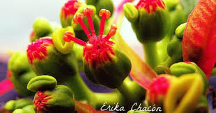 Detalles De Una Pascua Flowers Stuffed Peppers Vegetables