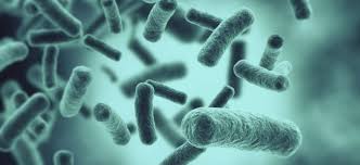 Bacterias buenas, ¿en qué alimentos las encontramos? | Consumer