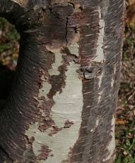 Image result for Sterculia rogersii