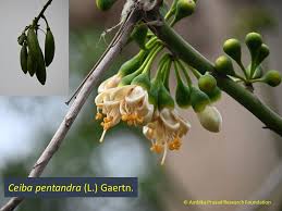 Image result for Helixanthera garciana