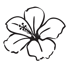 Hibiscus Flower Simple Line Drawing Vector Illustration Isolated On White Backg Affiliate Line Hibiscus Drawing Hibiscus Flower Drawing Flower Drawing