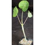 Image result for Cissus humbertii