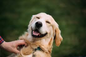 Extreme distress at the idea of being separated from a loved one How Do I Know If My Dog Has Separation Anxiety Rehome By Adopt A Pet Com