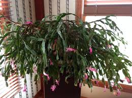 Keeping the plant in a shaded spot is less likely to cause any serious issues. Christmas Cactus How To Care For A Christmas Cactus Houseplant The Old Farmer S Almanac