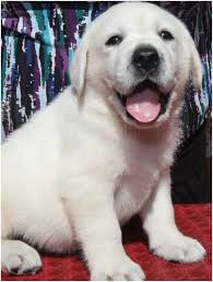 This can be a dangerous and costly mistake if the website turns out to be a scam or puppy mill. White English Labradors Breeder California Yellow Labs Black Labrador Puppies For Sale English Labrador Puppies For Sale English Labrador Puppies Lab Puppies