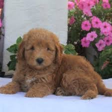 New and used items, cars, real estate, jobs, services, vacation rentals and more virtually anywhere in ontario. Mini Labradoodle Puppies For Sale Greenfield Puppies Labradoodle Puppies For Sale Mini Labradoodle Puppy Labradoodle Puppy