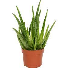 Die pflanze ist in einem einwandfreiem zustand. Aloe Vera Topf O Ca 12 Cm Kaufen Bei Obi