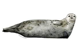 harbor seal noaa fisheries