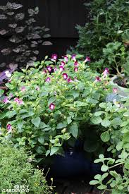 Maybe you would like to learn more about one of these? Deer Resistant Annuals Colorful Choices For Sun And Shade