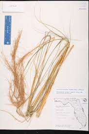 Image result for Nesaea rautanenii