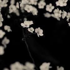 Black And White Cherry Blossoms Wallpaper Shuichi Machimoto Dark Flowers Soul Art Flowers Photography