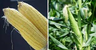 Corn is used as livestock feed, as human food, as biofuel, and as raw material in industry. Corn Vs Maize What S The Difference Gardening Channel