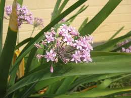 Image result for Tulbaghia cameronii