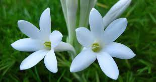 Tuberose Flowers Cs