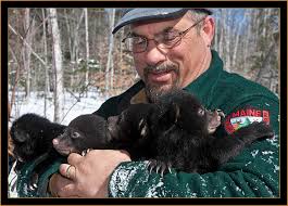 Black Bears! With my Cameras in the Maine Williwacks