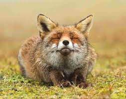 キス顔の画像ください 可愛すぎる動物 おかしな動物 美しい動物