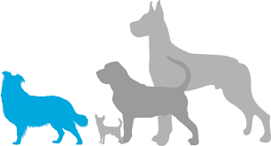 Australian shepherd mix puppies or aussie mixes are affectionate family pets with a mischevious streak. Australian Shepherd Puppies For Sale Adoptapet Com