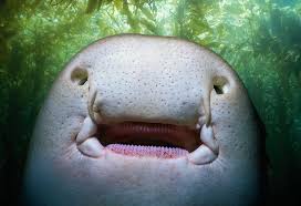 However, they are also reported to be found in chondrostei such as reedfish and sturgeon. Spiracles Aid In Breathing On Fish Whales And Insects