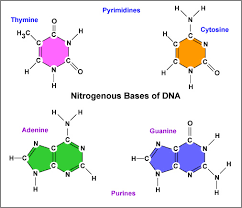 How Do Dna And Rna Nucleotides Differ Socratic