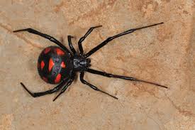 what are most common types of spiders in washington state