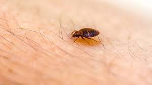 Image result for bedbug bites look like
