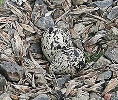 Australian Birds That Lay Eggs On The Ground Photo Gallery Of Wild Bird Nests And Eggs Wild Birds Bird Nest Nest