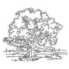 Supercoloring.com is a super fun for all ages: Top 25 Tree Coloring Pages For Your Little Ones Artofit