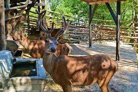 Book club vila bran, bran on tripadvisor: Club Vila Bran Bran Romania Camere Si Tarife Disponibile