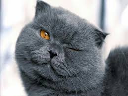 Cnslclk Adli Kullanicinin Sevimli Minikler Panosundaki Pin Cok Sirin Hayvanlar Scottish Fold Kedi Esprileri