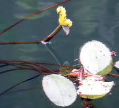 Image result for Aponogeton desertorum