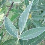 Image result for Cajanus cajan