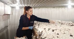 Maybe you would like to learn more about one of these? 30 De Locuri De MuncÄƒ In Anglia La Cules Ciuperci