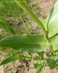 Image result for Senecio latifolius