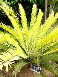 Image result for Encephalartos chimanimaniensis