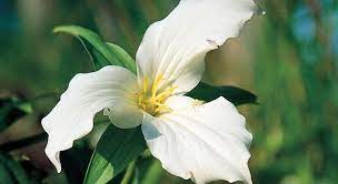 A large variety of trees for michigan Northern Michigan Nonprofit Plant It Wild Helps Protect Native Species Mynorth Com