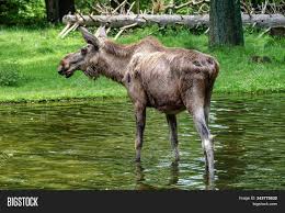 Gather all the stats about amphetamine use. European Moose Alces Alces Also Known As The Elk Image Stock Photo 343775632
