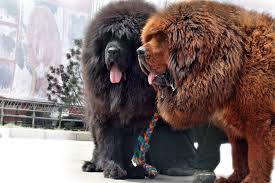 The Beautiful Tibetan Mastiff Important Facts And