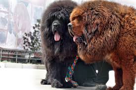 the beautiful tibetan mastiff important facts and