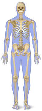 Dense compact bone and lightweight spongy bone. Human Back Bones Back Of Human Skeleton Dk Find Out