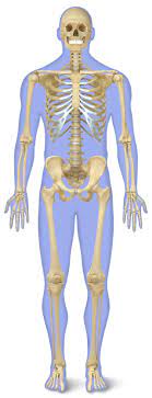 Human Back Bones Back Of Human Skeleton Dk Find Out