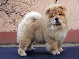 I Enjoy Poking Fun At The Style Of This Chow Chow S Face Chow Chow Dog Price Chow Chow Dogs Chow Chow