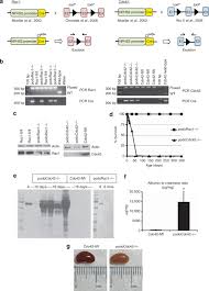 Gen van de soort homo sapiens. Divergent Functions Of The Rho Gtpases Rac1 And Cdc42 In Podocyte Injury Kidney International