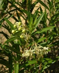 Image result for Asclepias buchwaldii
