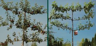 Check spelling or type a new query. Espalier Apple Trees Knowledgebase Johnson S Nursery