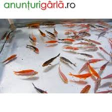 Vezi aici 801 imobile de vânzare pentru casă vanzare prahova, cu prețuri de la 20.000 €. Crapi Koi Si Carasi Aurii Animale De Companie Pesti Din Boldesti Scaieni Prahova