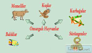 omurgali hayvanlar sitem